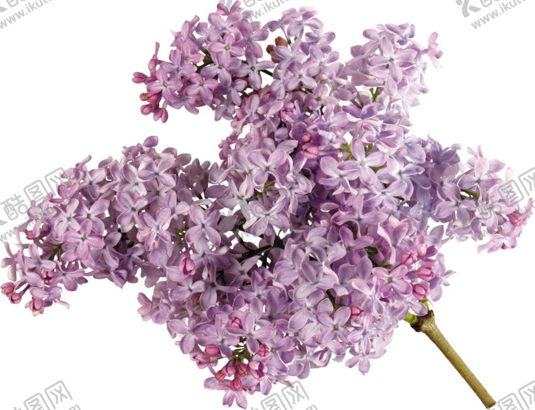 编号：57348306160831358474【酷图网】源文件下载-丁香花
