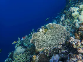 珊瑚生物世界摄影海洋生物