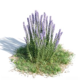 C4D模型绿色植物