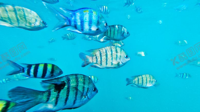 编号：41374509261308335522【酷图网】源文件下载-热带鱼