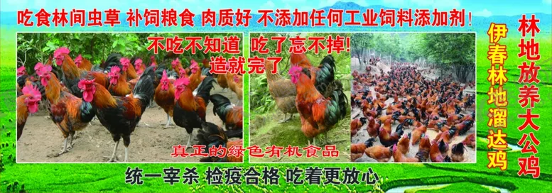 编号：71359110181758184871【酷图网】源文件下载-山地养鸡