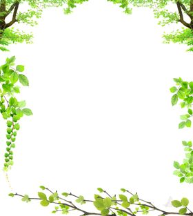 树叶子绿枝
