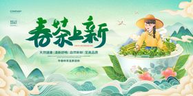 春茶从采摘到成品