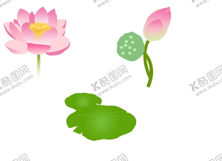 编号：28289605100834107436【酷图网】源文件下载-荷花