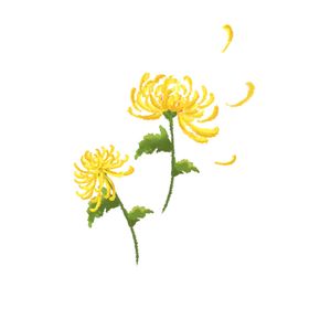 菊花素材