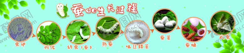 编号：87322506252002445422【酷图网】源文件下载-蚕的生长过程