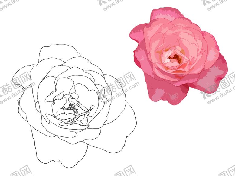 编号：26257009271032039170【酷图网】源文件下载-玫瑰月季素描