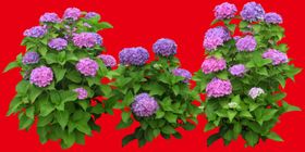 分层花