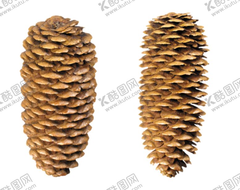 编号：51889009192027253675【酷图网】源文件下载-松果