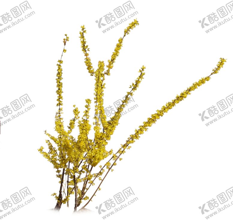 编号：25578407081731197890【酷图网】源文件下载-银柳