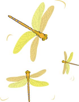 蜻蜓