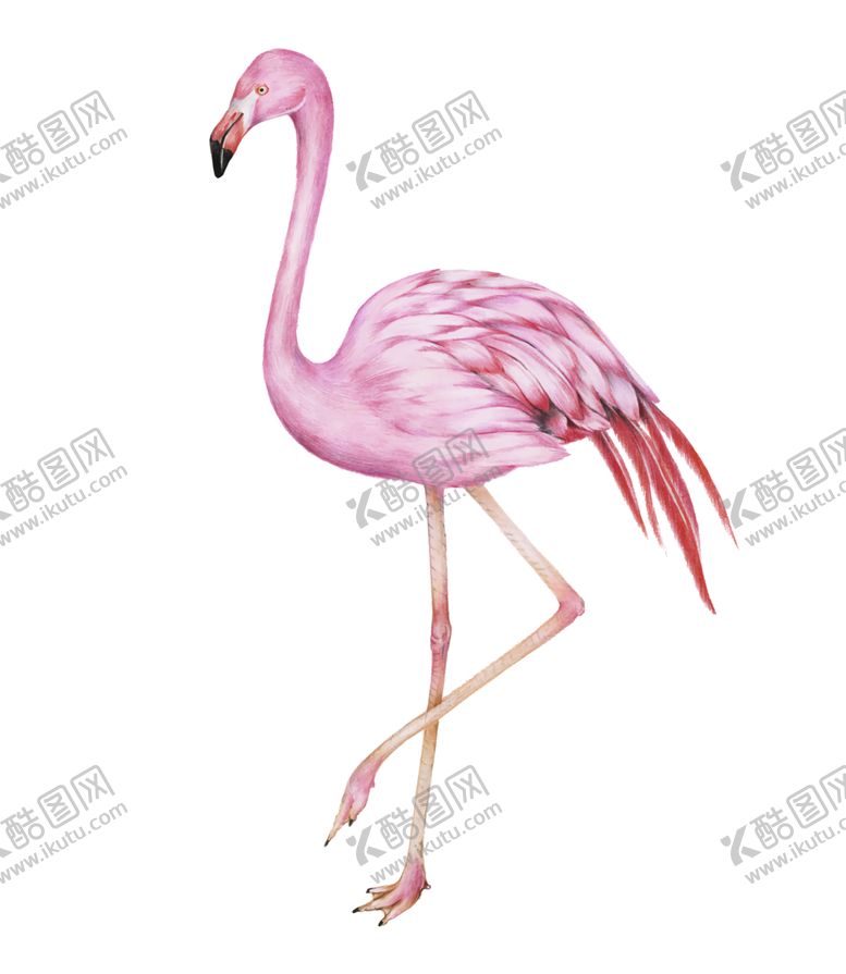 编号：41404606190458331547【酷图网】源文件下载-火烈鸟