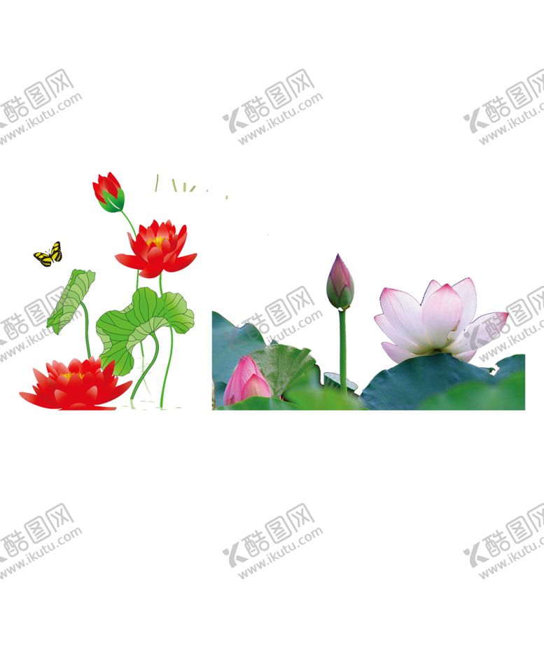 编号：96580107130046428205【酷图网】源文件下载-荷花