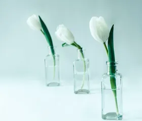 郁金香自然景观花朵摄影