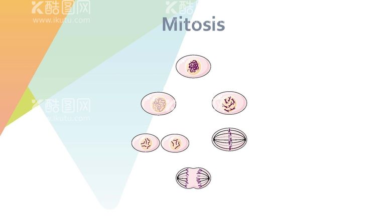 编号：73503210250558165636【酷图网】源文件下载-细胞生物学和组织学