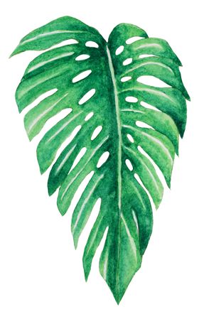 夏日植物树叶装饰图案
