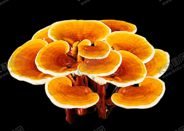 编号：53505809140312262117【酷图网】源文件下载-灵芝