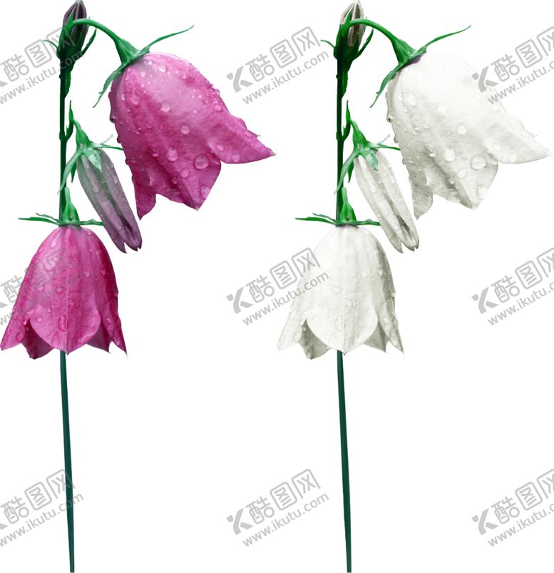 编号：86924907072057206214【酷图网】源文件下载-风铃草