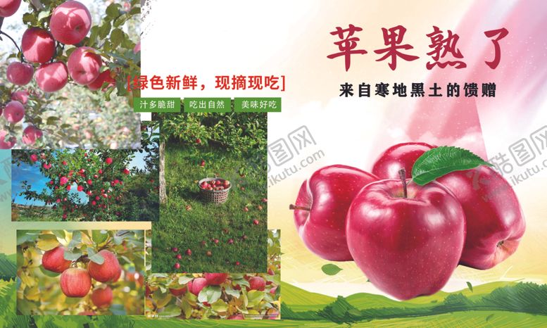 编号：75114611241648394163【酷图网】源文件下载-苹果熟了