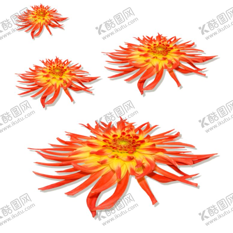 编号：44532810070347455093【酷图网】源文件下载-菊花