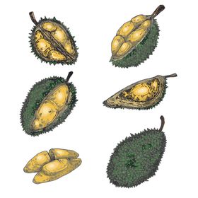 榴莲水果蔬菜
