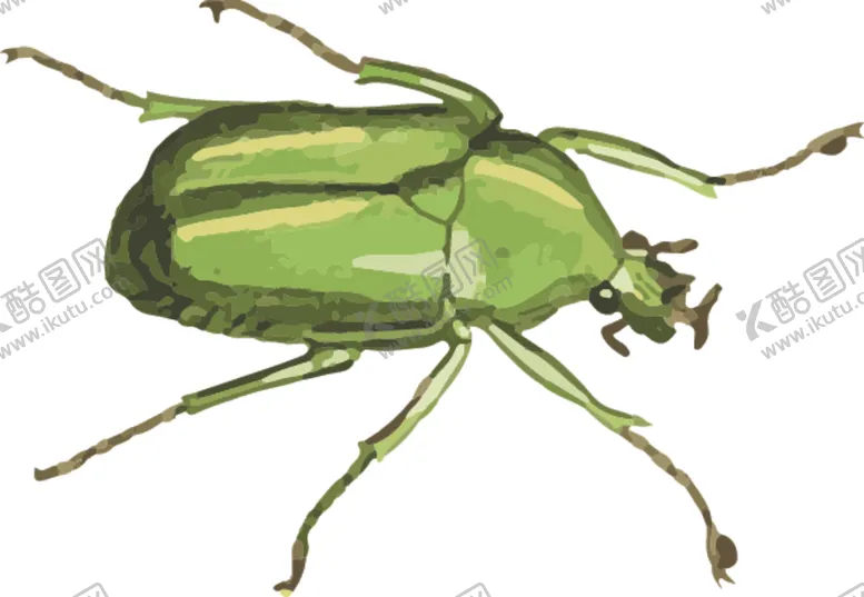 编号：91321806302244554355【酷图网】源文件下载-甲虫昆虫插画