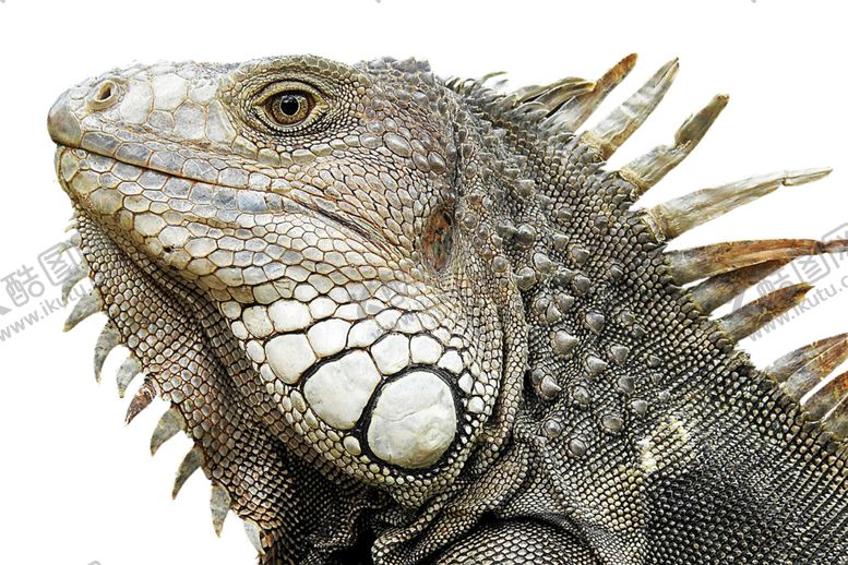 编号：65568810042121066724【酷图网】源文件下载-蜥蜴