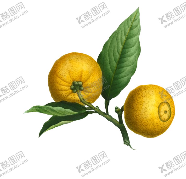 编号：80395912100719595627【酷图网】源文件下载-柑橘插画