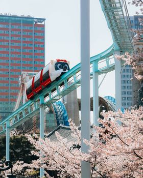 樱花