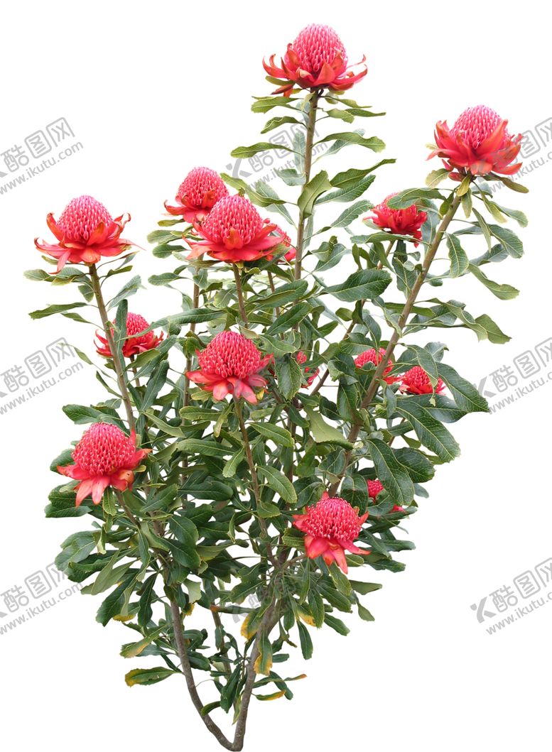 编号：43921510101325071980【酷图网】源文件下载-免扣花卉素材