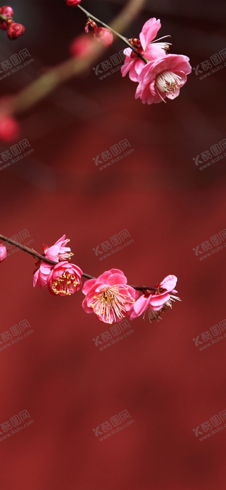 编号：94986806280713392059【酷图网】源文件下载-手机壁纸