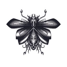 线描昆虫