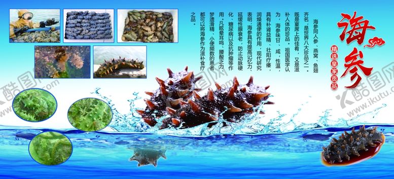 编号：51569310230256583982【酷图网】源文件下载-海参海报