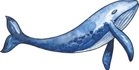 鲸鱼深海生物蓝鲸手绘