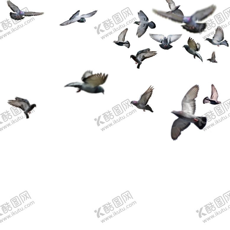 编号：21808803160406196800【酷图网】源文件下载-和平鸽
