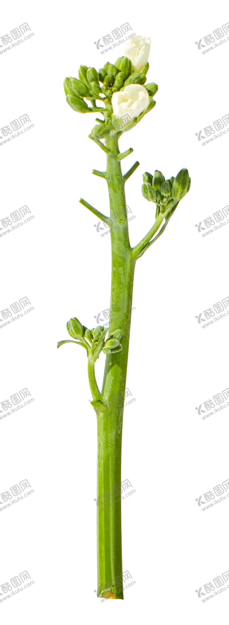 编号：97488309241444488475【酷图网】源文件下载-蔬菜芥兰农作物菜