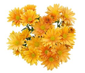 菊花装饰
