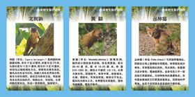 珍稀野生保护动物