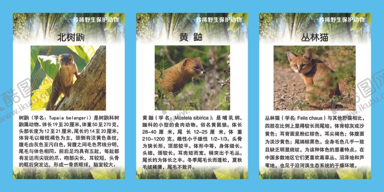 编号：48555610251843523792【酷图网】源文件下载-珍稀野生保护动物