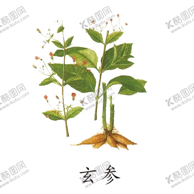 编号：16278304191643045055【酷图网】源文件下载-草本植物药材