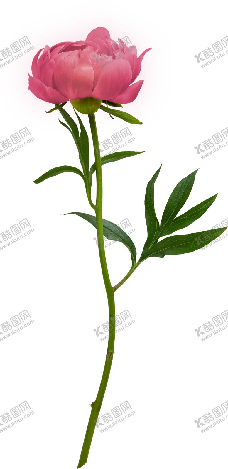 编号：76134501280946525405【酷图网】源文件下载-玫瑰花朵