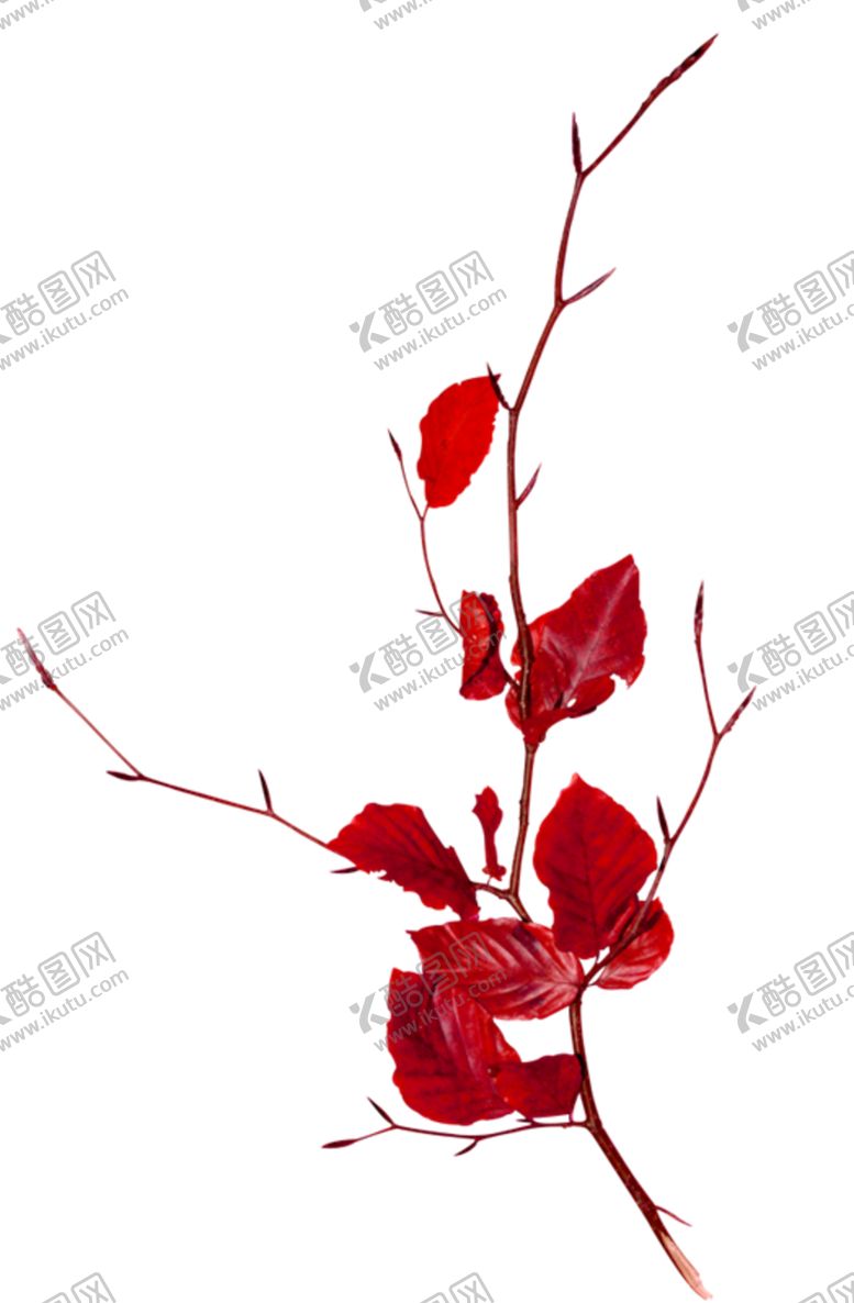 编号：47378910251914166467【酷图网】源文件下载-红色枝条png