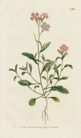 欧式复古色调花朵植物