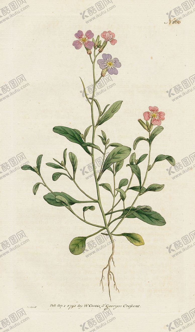 编号：41088010180358123641【酷图网】源文件下载-欧式复古色调花朵植物