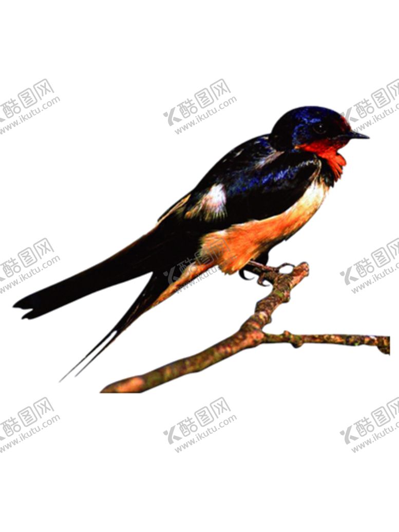 编号：55558209171049573245【酷图网】源文件下载-燕子素材