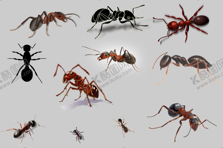 编号：85184309150438306959【酷图网】源文件下载-蚂蚁