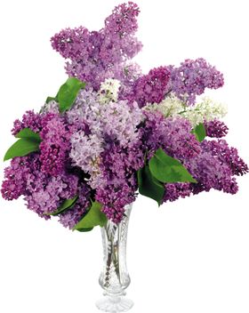 丁香花