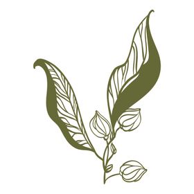 清新绿植