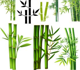 富贵竹