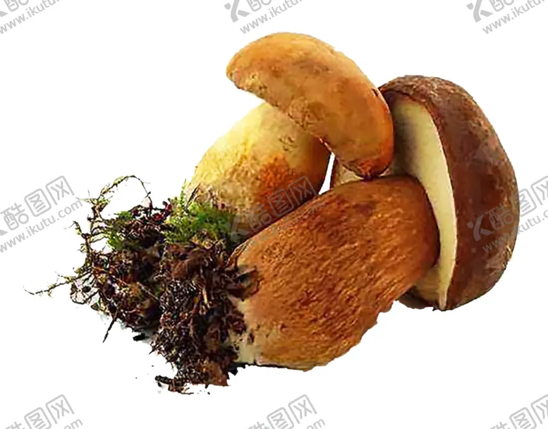 编号：53539106272203385939【酷图网】源文件下载-牛肝菌